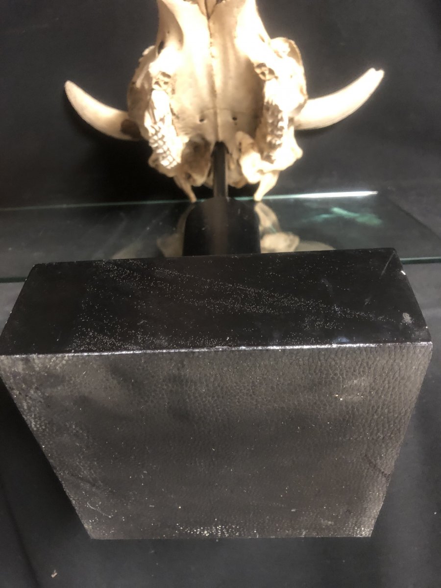 GRAND crâne soclé 68 cm XXe Art Deco curiosité crane -photo-5