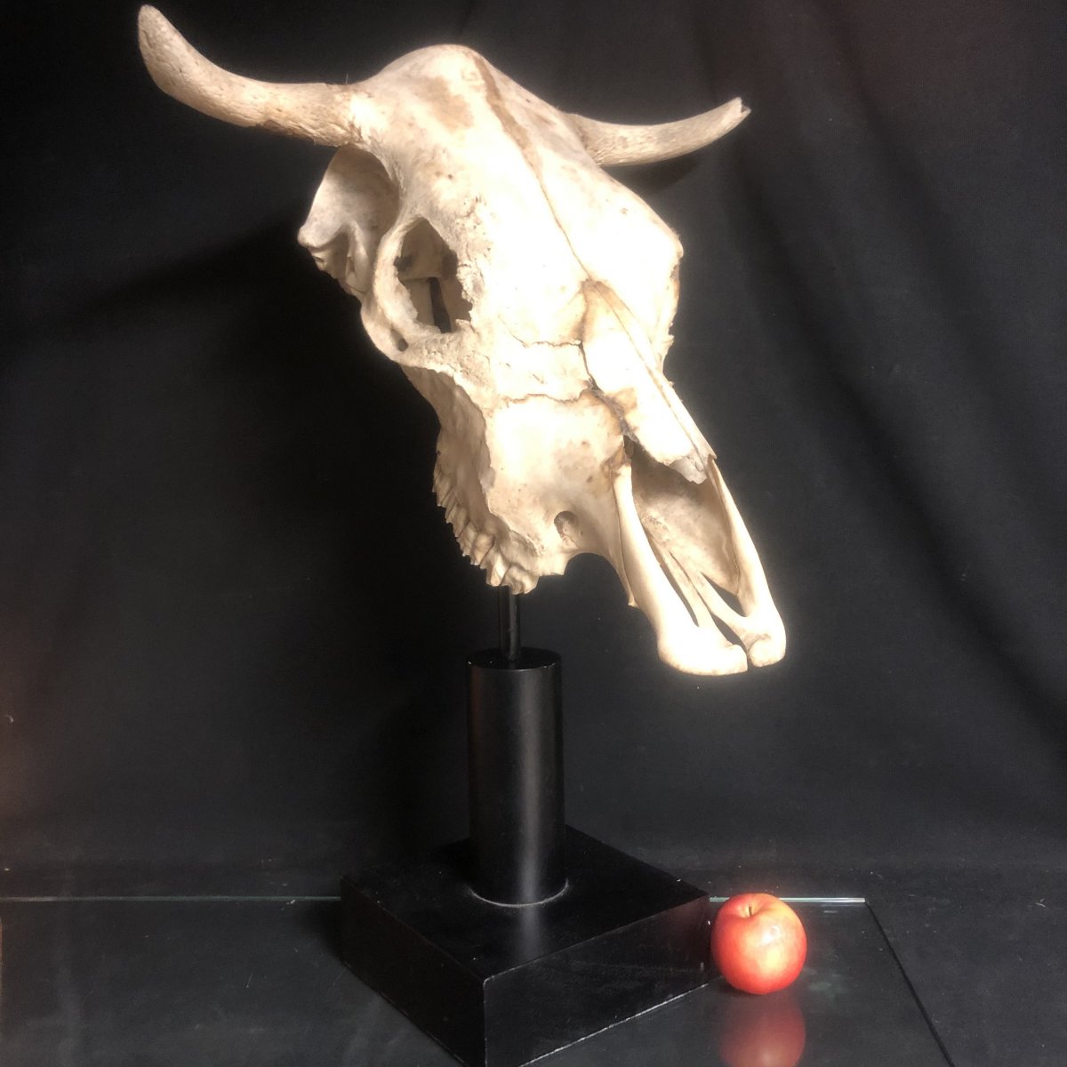 GRAND crâne soclé 68 cm XXe Art Deco curiosité crane 