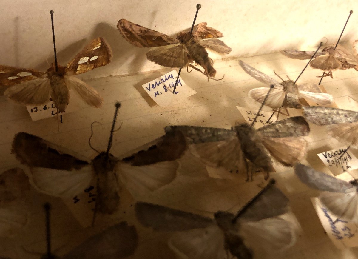 Large Entomology Box Butterflies Early Twentieth Moth Double Insects Science-photo-3