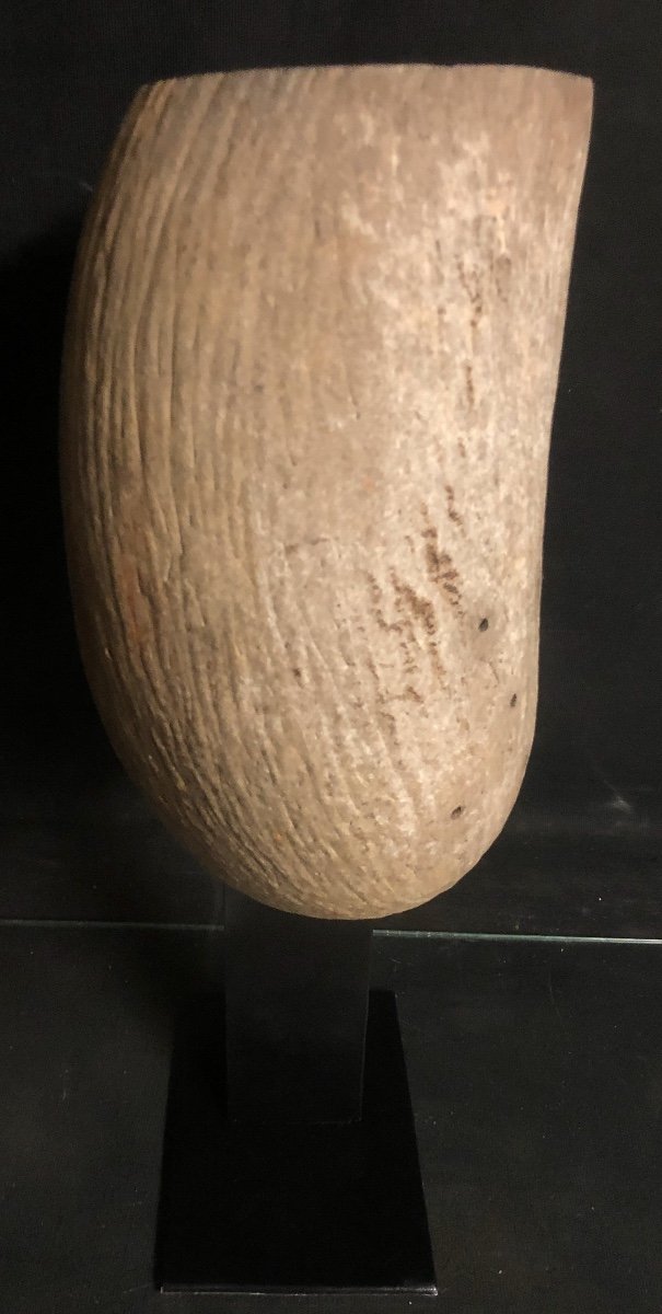 Old Coco Fesse Nineteenth Coconut De Mer Base Sculpture Curiosity-photo-1