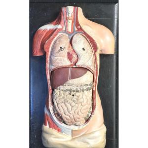 Rare Ancient Anatomical Model Of A Dismantable Human Trunk In School Educational Section Late 19th Century 