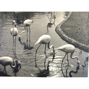 Georges Boyer Lyon Photography Flamingos Camargue Photo /56