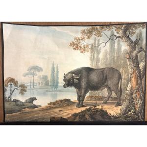 Johann Theodor SUSEMIHL 1772-1852 aquarelle et encre 1806 Buffle d’eau Asie signé
