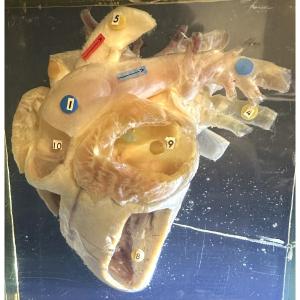 Rare Lamb's Heart In An Altuglas Resin Block Curiosity