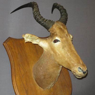 Antelope Puku Kobus Head Naturalized In Trophy Hunting Taxidermy Cabinet Of Curiosity