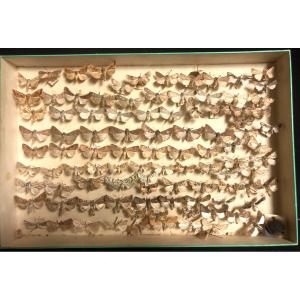 Large Entomology Box Butterflies Early Twentieth Moth Double Insects Science