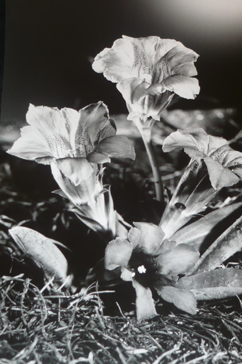 Photo P. Tairraz Draw On Argentique Times / Gentians Chamonix-photo-3