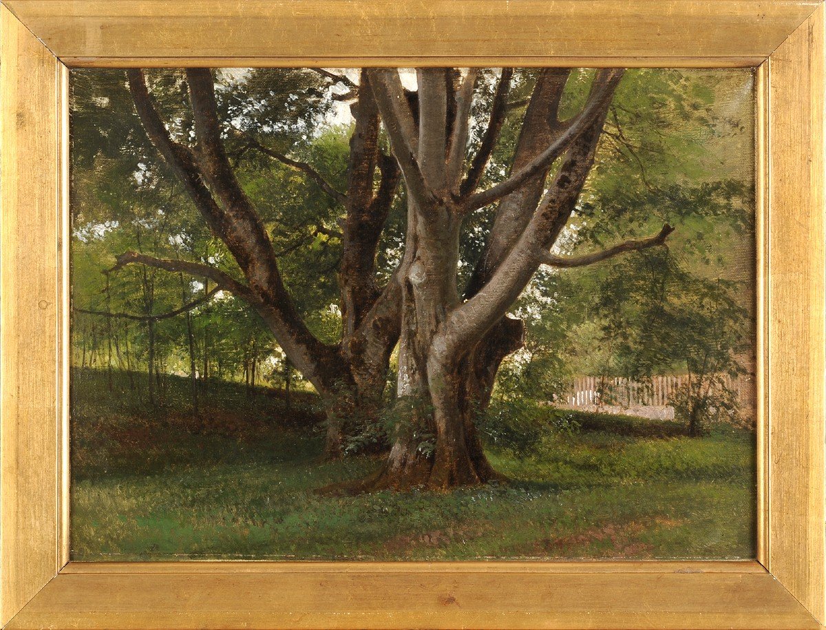 Frédérik Rohde (1816-1886) Beech Trees In The Park Of Fredensborg Castle Trees Danmark-photo-2