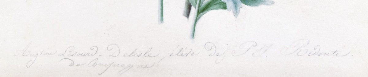 Augustine Lesourd-Delisle (1810-1890) Iris et marguerites butinées par un papillon Angers-photo-3