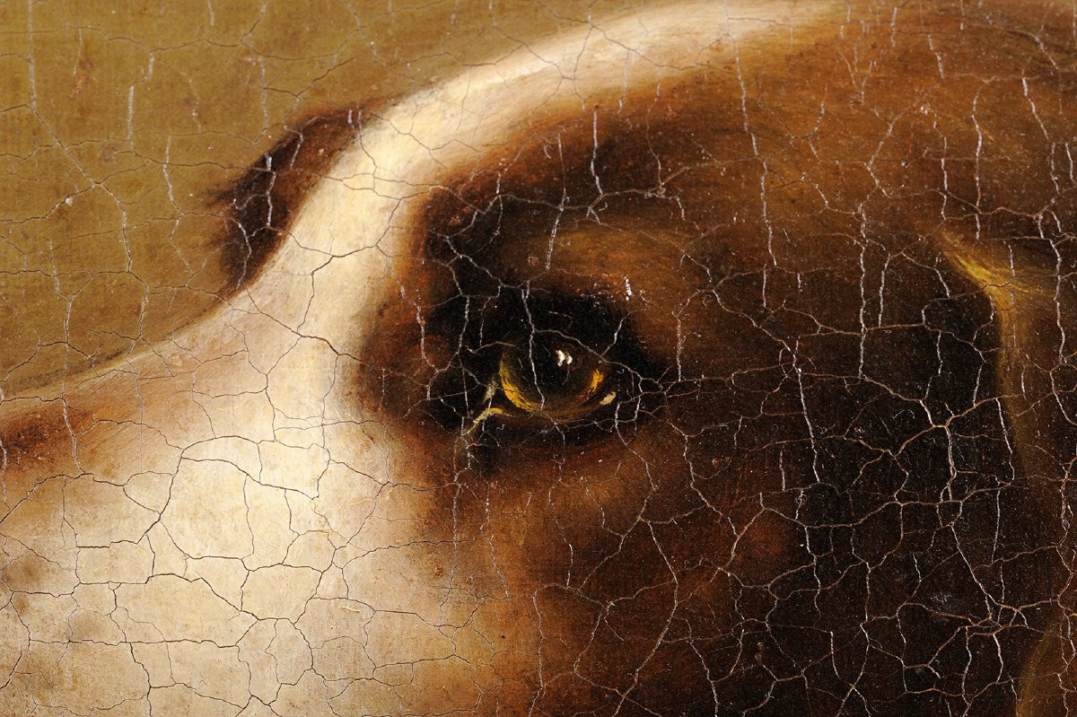 Portrait d'un limier - Vènerie chasse à courre chien -photo-1