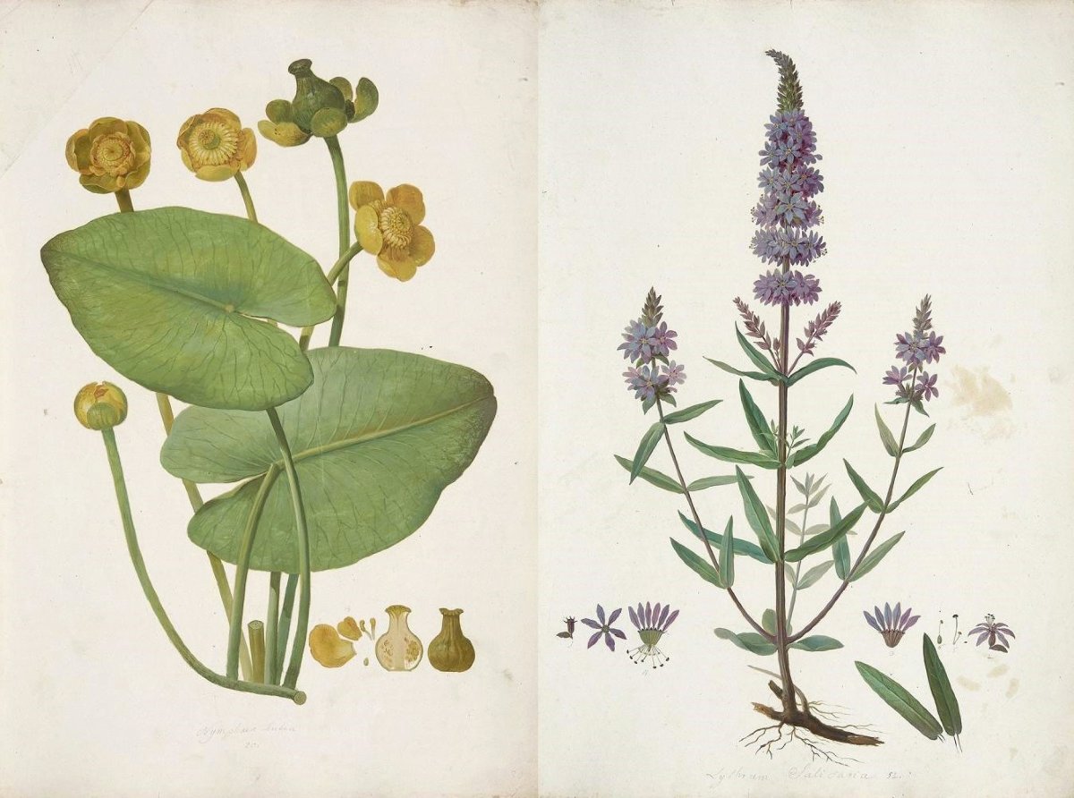 Johann Nepomuk Mayrhoffer (1764-1832) Deux planches botaniques-photo-2