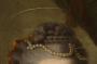883331-61ddb52de2401.jpg