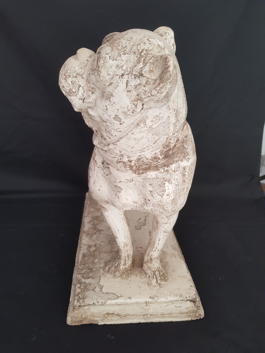 Pug Or Bulldog Plaster Statue 19 Eme.-photo-3