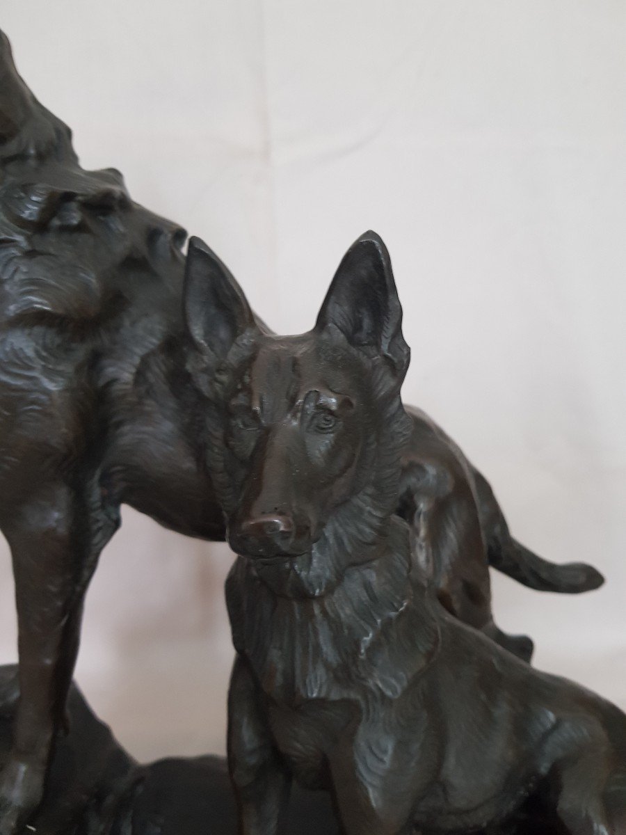 Rare Grand Bronze à représentation d'un couple de Loups époque 19 e -photo-3