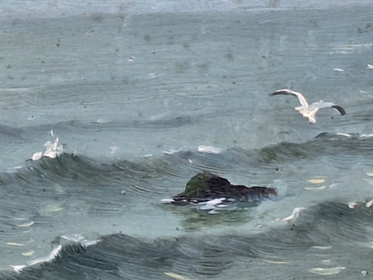 Georges Maroniez (Douai 1865-Paris 1933) "  La Côte d'Opale " Huile sur panneau bois , 1888.-photo-5