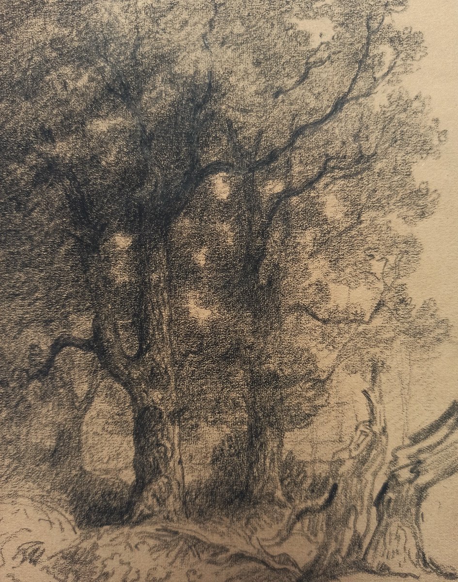 Armand Point (1861-1932), Trees And Stumps,  Around Marlotte (fontainebleau), Charcoal-photo-2