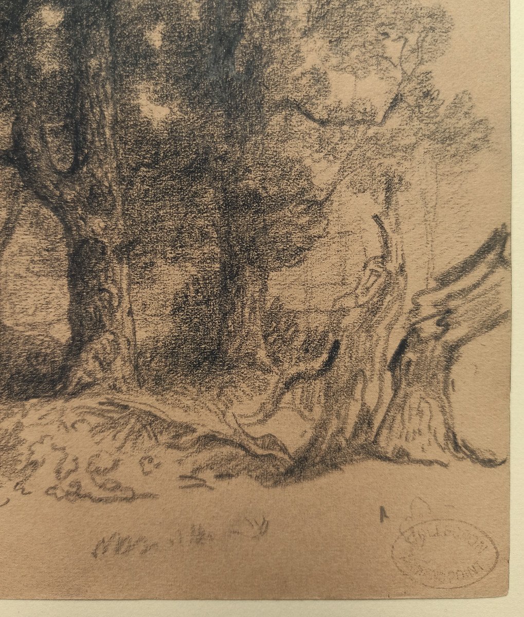 Armand Point (1861-1932), Trees And Stumps,  Around Marlotte (fontainebleau), Charcoal-photo-4