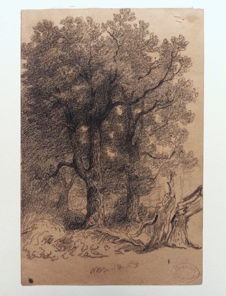 Armand Point (1861-1932), Arbres et souches, environs de Marlotte (Fontainebleau), fusain