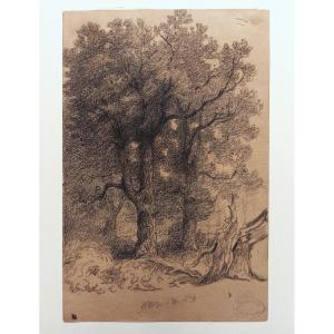 Armand Point (1861-1932), Arbres et souches, environs de Marlotte (Fontainebleau), fusain