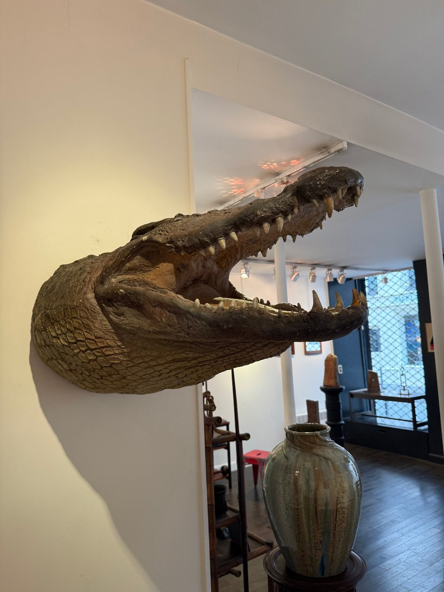 Tete de crocodile grandeur nature en fibre de verre -photo-3
