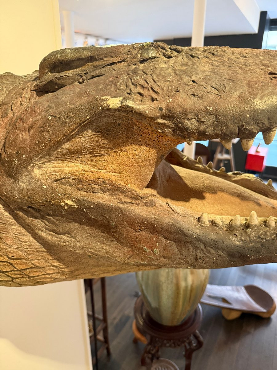 Tete de crocodile grandeur nature en fibre de verre -photo-4