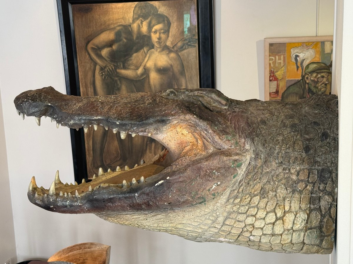 Tete de crocodile grandeur nature en fibre de verre -photo-6