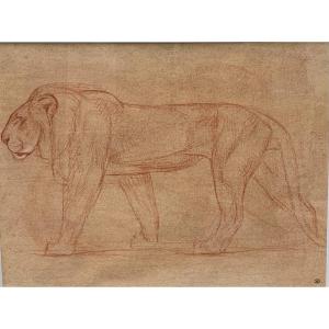 Le Lion Dessin d'André Abbal Vers 1925