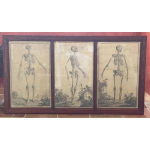 3 squelettes - gravures anatomiques dans un encadrement XIX en pitchpin 