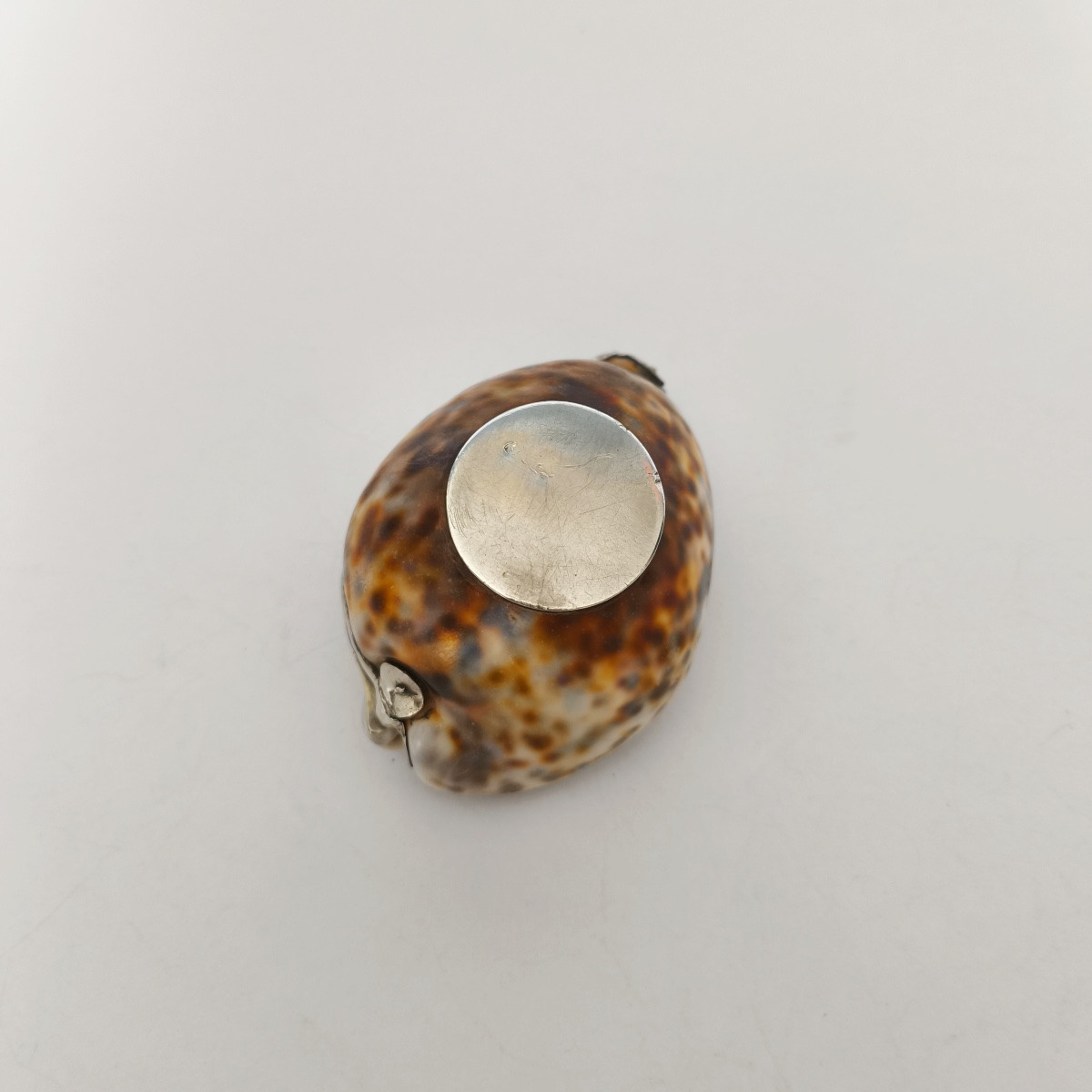 Grande boite tabatière dans un coquillage Cypraea ou porcelaine, monture argent massif vermeil-photo-2