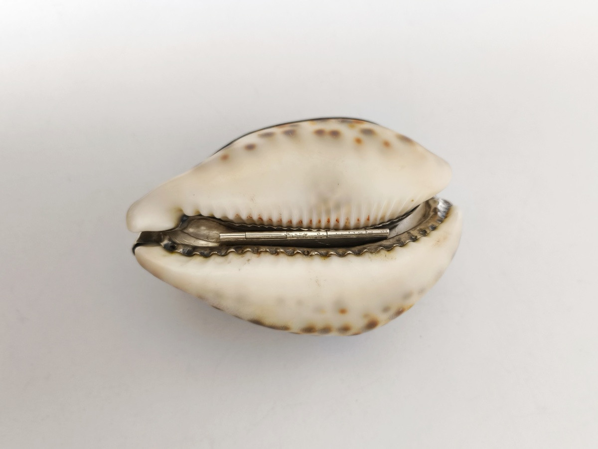 Grande boite tabatière dans un coquillage Cypraea ou porcelaine, monture argent massif vermeil-photo-3