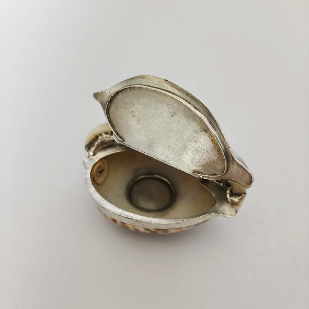 Grande boite tabatière dans un coquillage Cypraea ou porcelaine, monture argent massif vermeil-photo-4