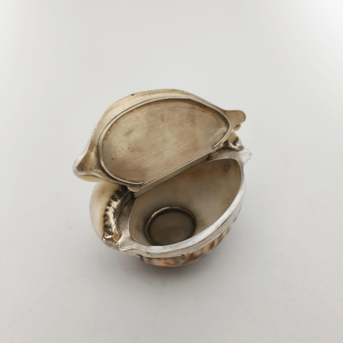 Grande boite tabatière dans un coquillage Cypraea ou porcelaine, monture argent massif vermeil-photo-3