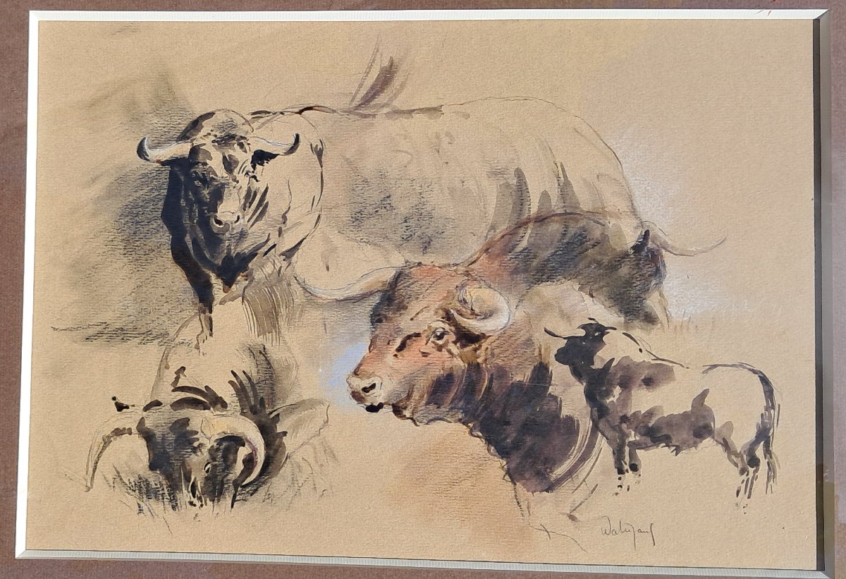 Cow Corrida Hubert De Watrigant Animal -photo-2