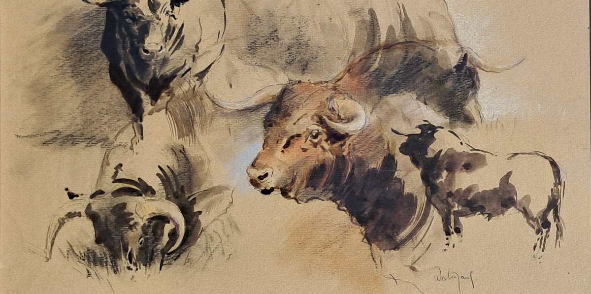 Cow Corrida Hubert De Watrigant Animal -photo-3