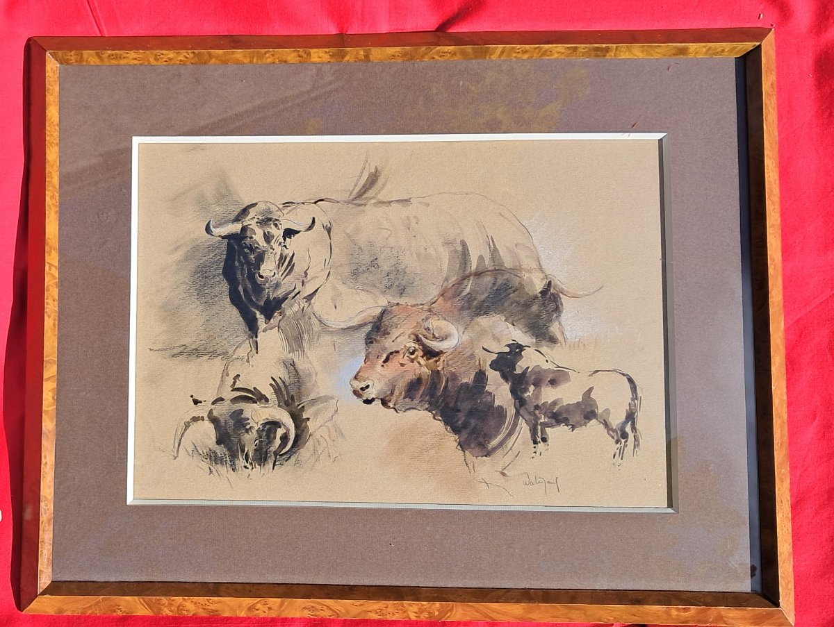 Cow Corrida Hubert De Watrigant Animal 
