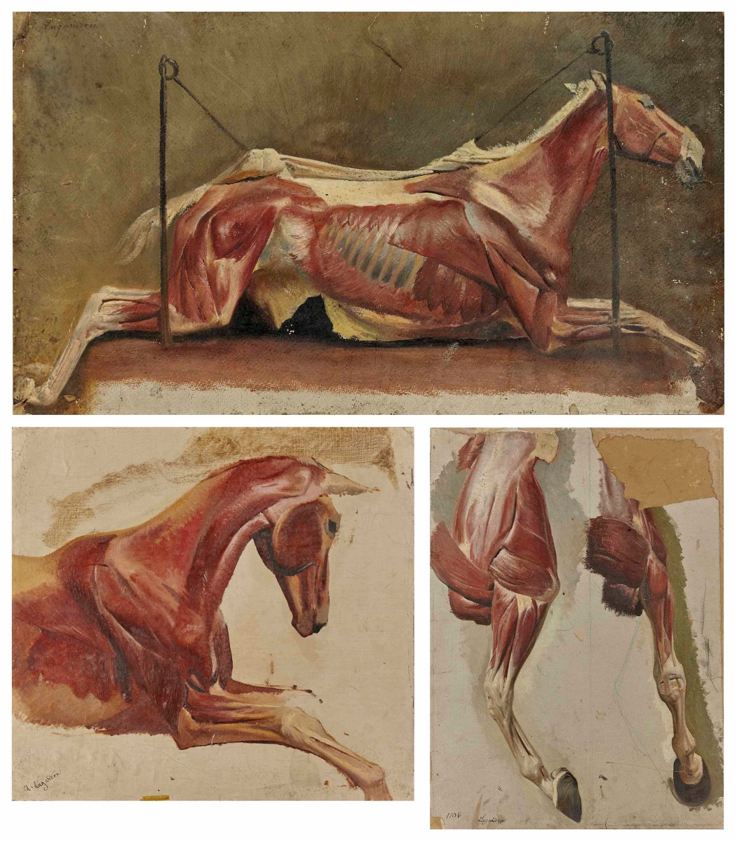 Albert Lugardon 3 Anatomical Studies Of A Horse