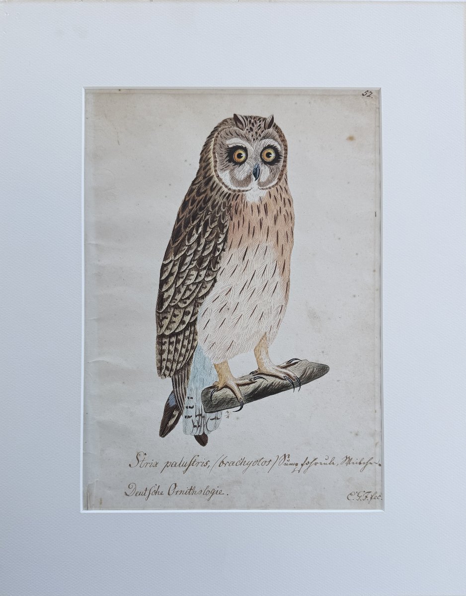 Grand dessin XIXe représentant un Hibou des marais -photo-2