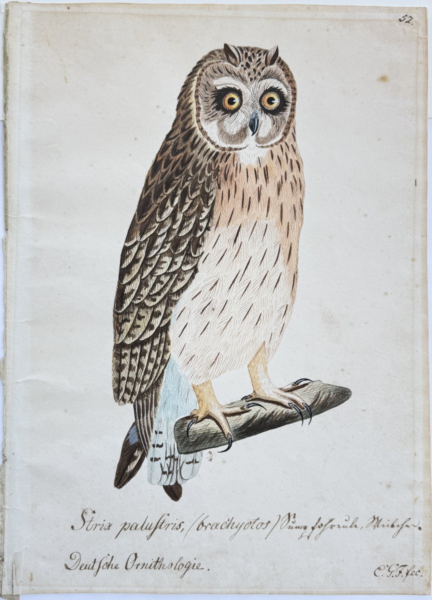 Grand dessin XIXe représentant un Hibou des marais -photo-3