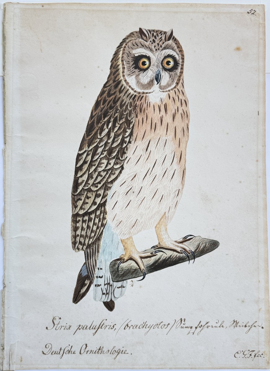 Grand dessin XIXe représentant un Hibou des marais 