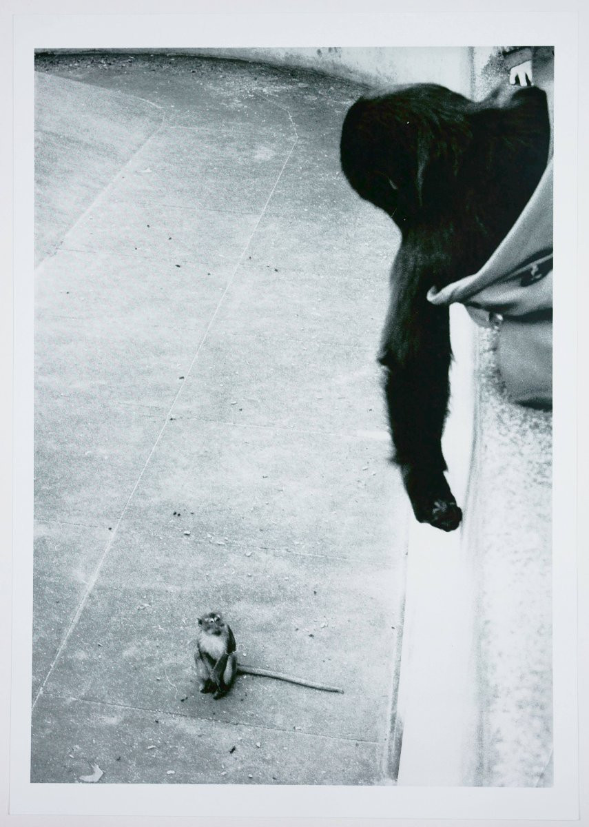 Stefan Moses (1928 - 2018), Singe rhésus et gorille, vers 1970-photo-2