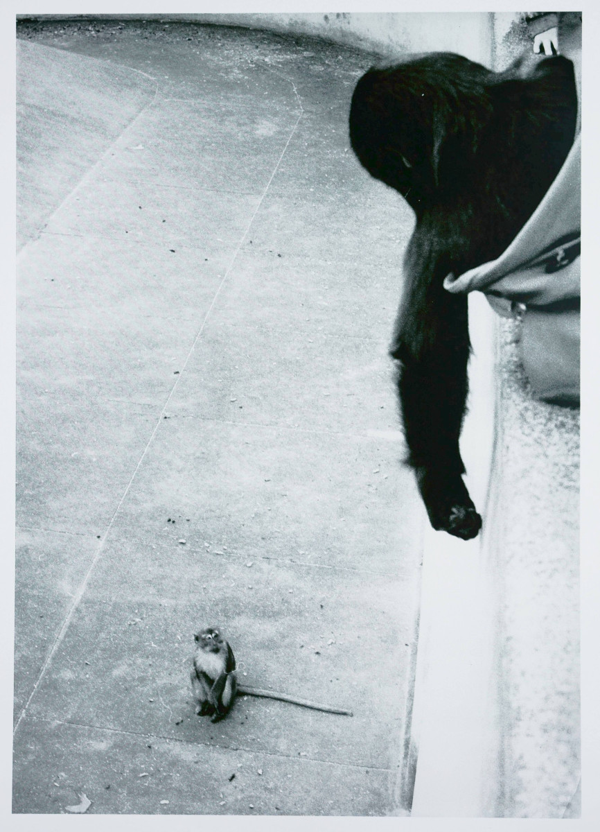 Stefan Moses (1928 - 2018), Singe rhésus et gorille, vers 1970