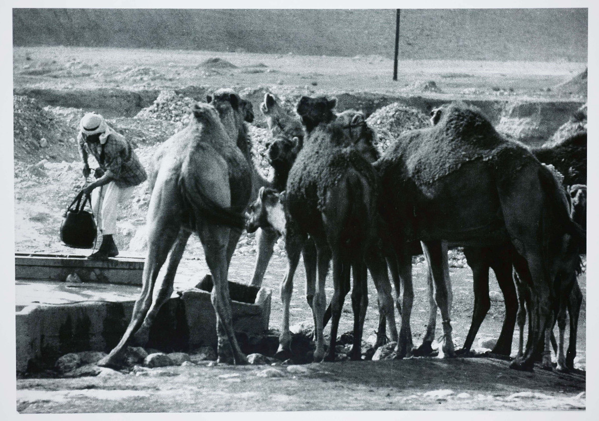 Stefan Moser (1928 - 2018), Camels At The Fountain, Circa 1965