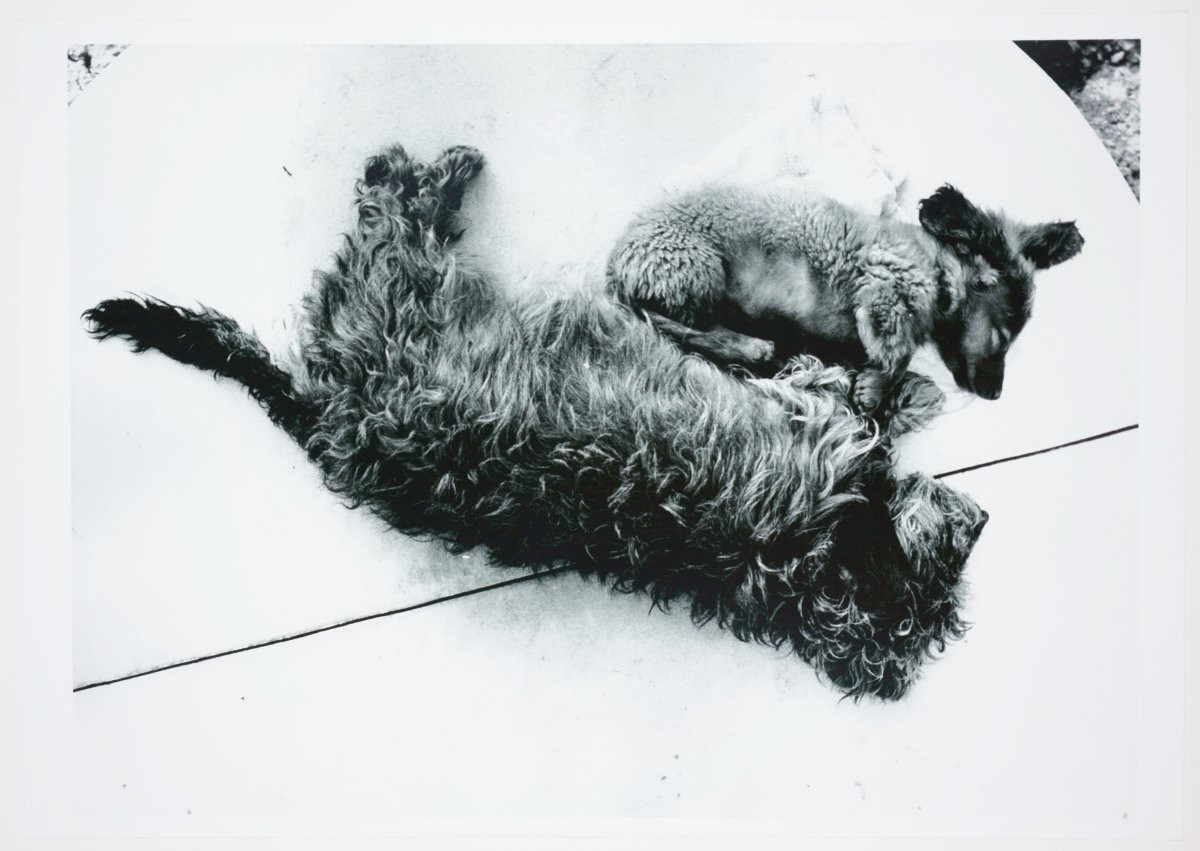 Stefan Moses (1928 - 2018), Deux chiens, um 1965-photo-2