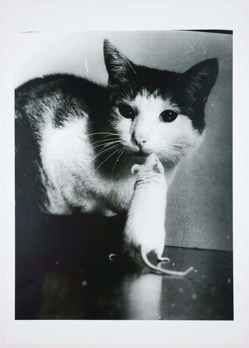 Stefan Moses (1928 - 2018), Cat And Mouse, Circa 1955-photo-2