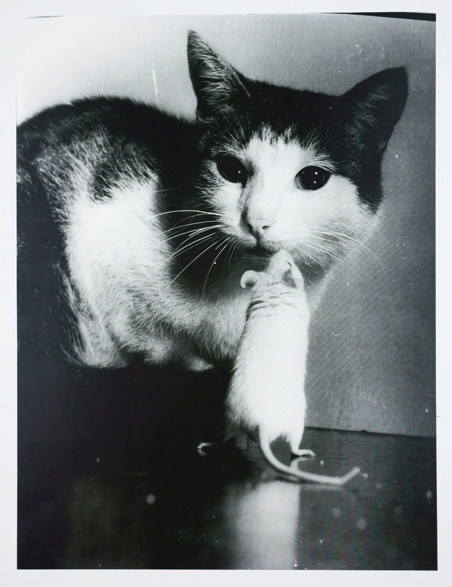 Stefan Moses (1928 - 2018), Cat And Mouse, Circa 1955