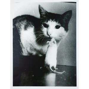 Stefan Moses (1928 - 2018), Chat et souris, vers 1955