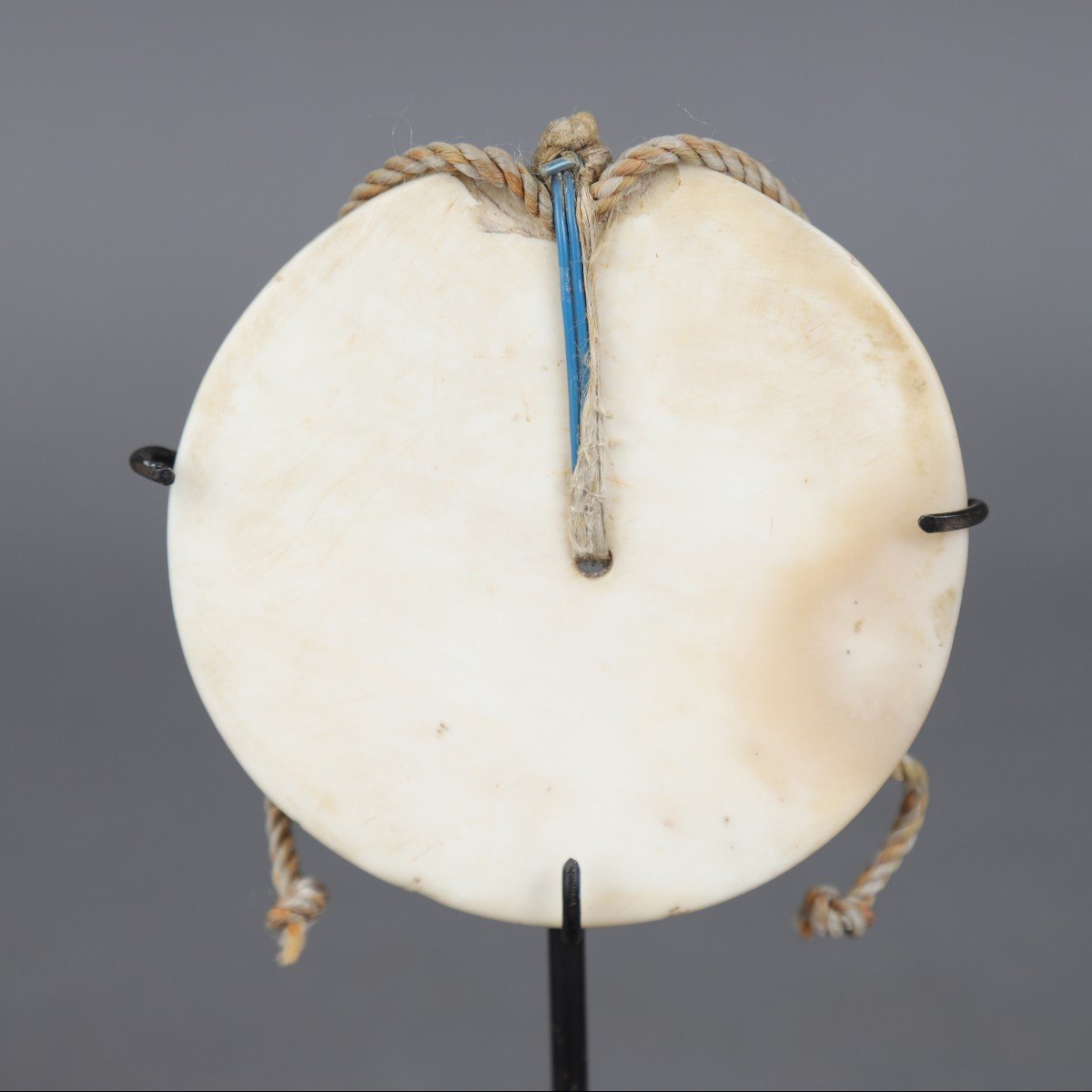 Tema Pectoral - Solomon Islands-photo-3