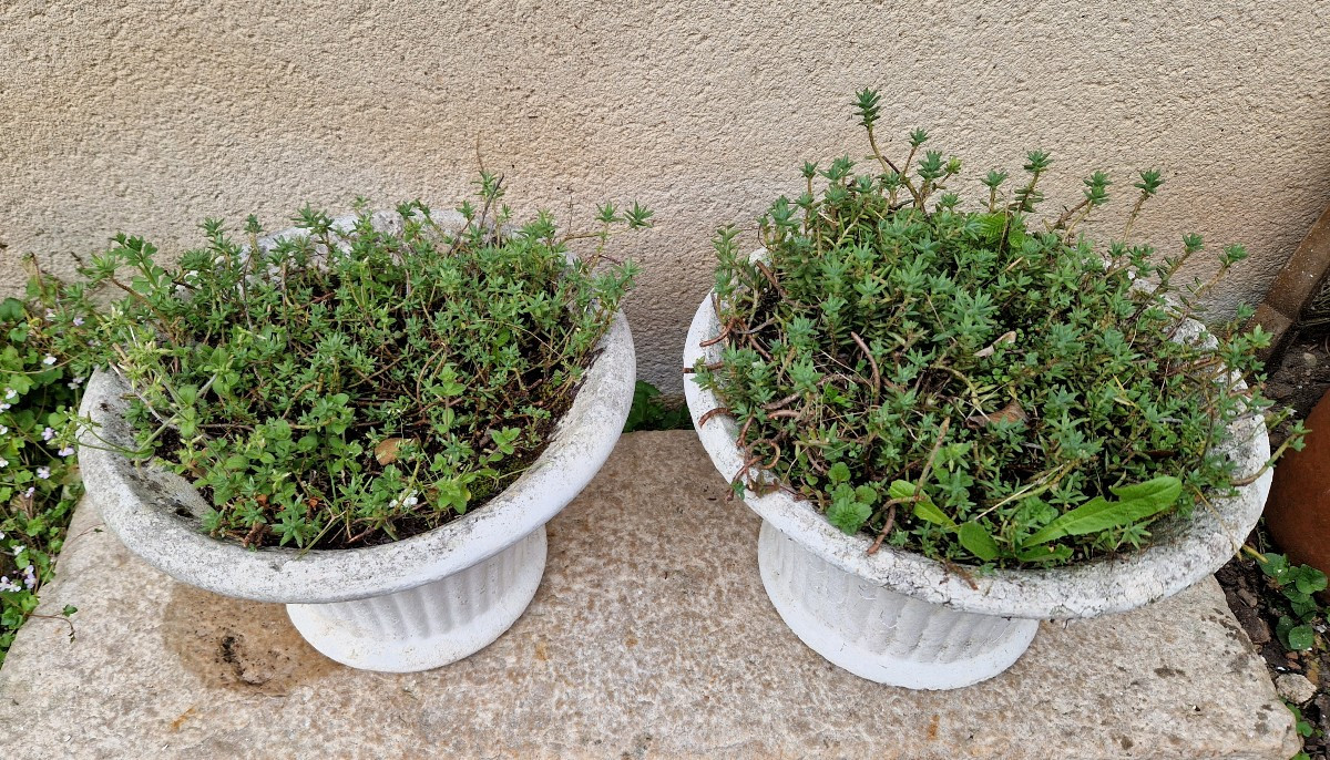 Paire vasques jardin XXe-photo-2