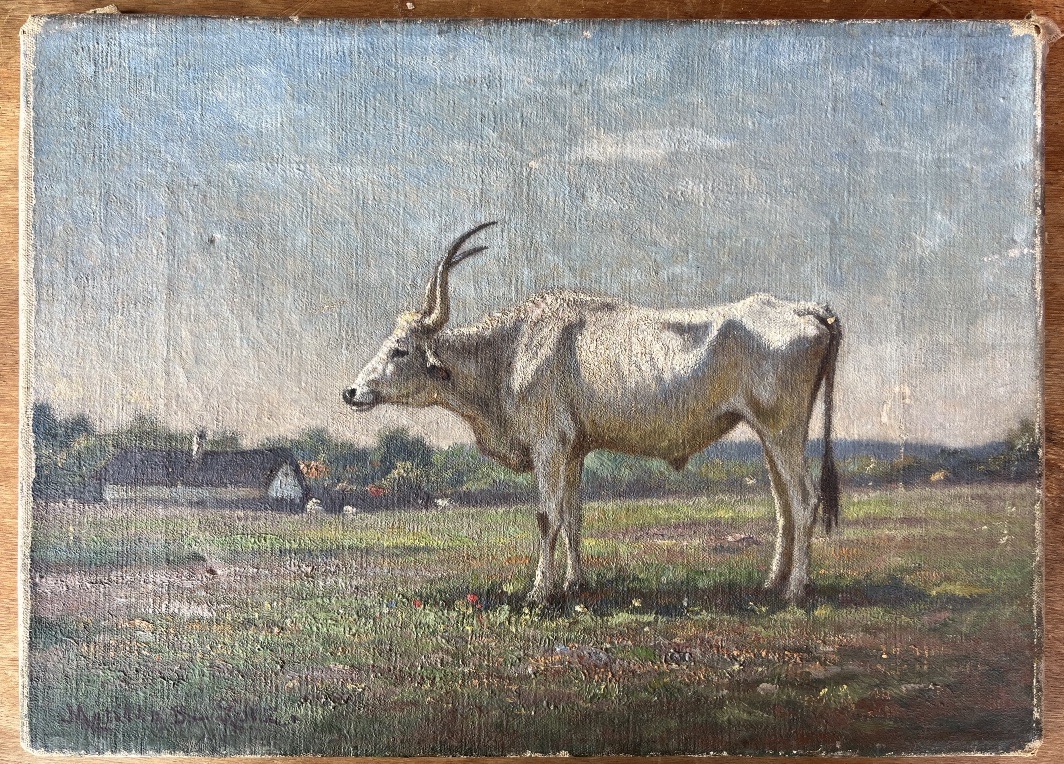 Vache Grey Magyar Hongrie Mathilda B Lotz Vers 1920