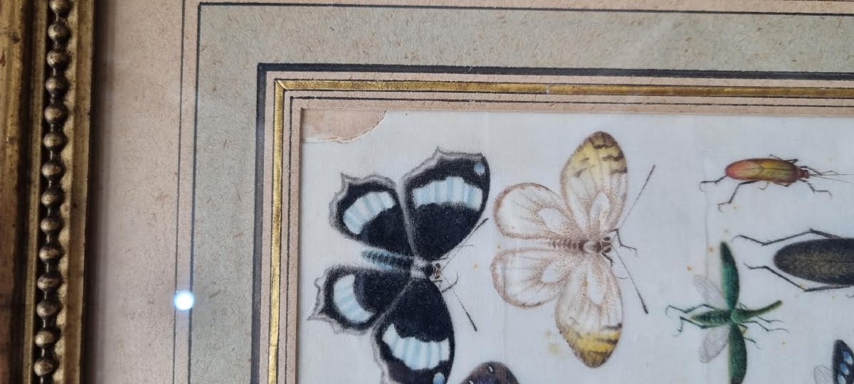 Insects, Butterflies And Beetles-photo-3